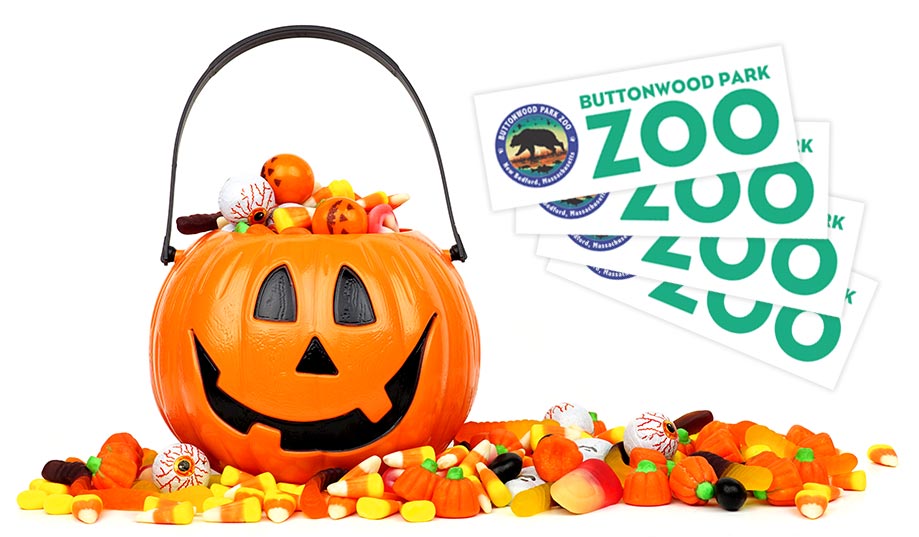 Prizes - Jack-o-Lantern Pail Filled with Candy, Buttonwood Park Zoo Tickets